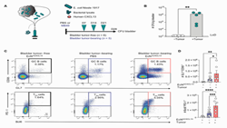 Tumor-specific antibodies elicited by engineered bacteria promote bladder cancer immunotherapy in preclinical mouse models